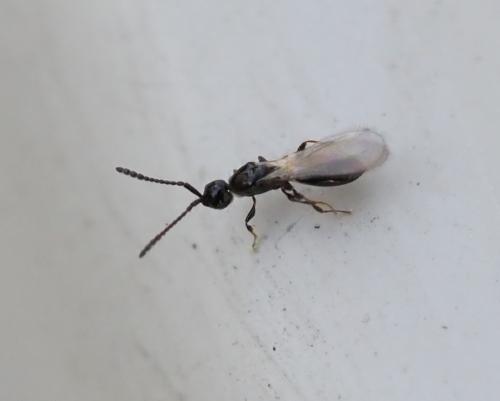 Réf. 247 554 : Trichopria sp.